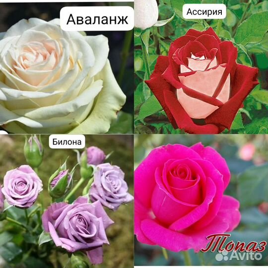 Кустовые розы саженцы