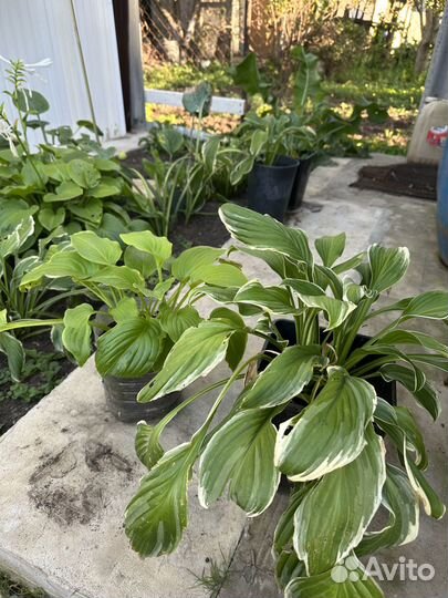 Продам дачные растения