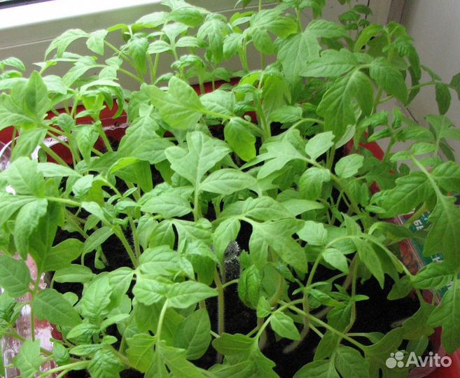 Рассада помидоры,перец