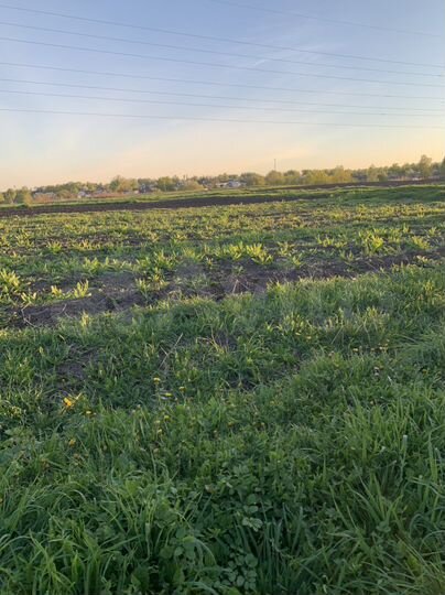 Участок 12 сот. (ИЖС)