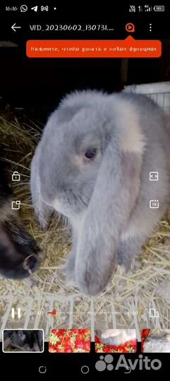 Кролики Французский баран