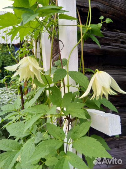 Семена княжика