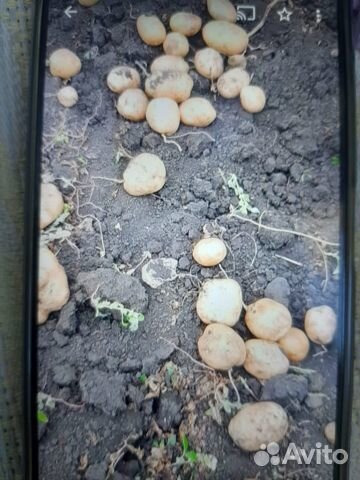 Продам картофель домашний