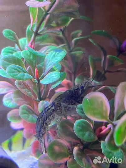 Мраморные аквариумные Раки