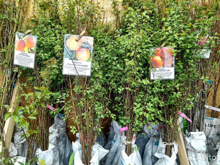 Саженцы новинки гибриды и шарафуга зимостойкие -30