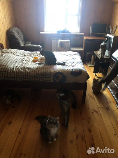 Помощник по хозяйству,уход за животными