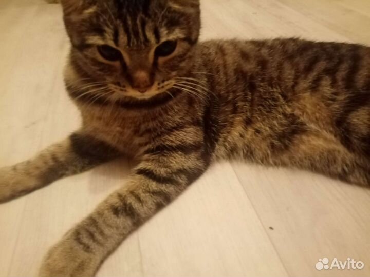 Отдаю кошечку со всем что нужно