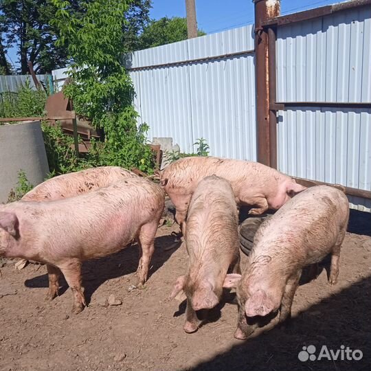 Свиньи Ландрас