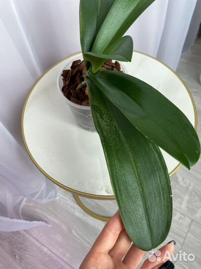 Молочай, юкка, орхидея