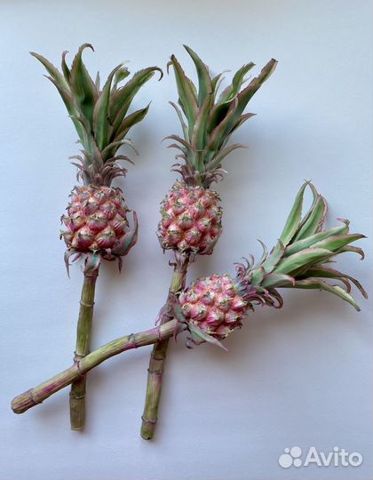 Ветка ананаса ручной работы