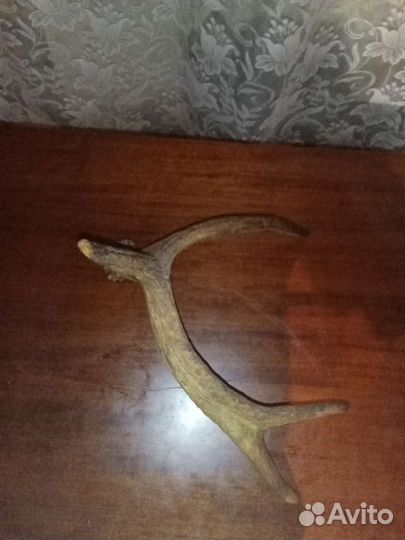 Продам рога лося