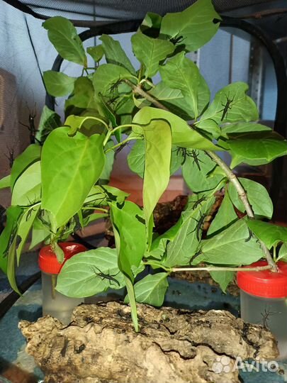 Перуанские палочники (Peruphasma schultei)