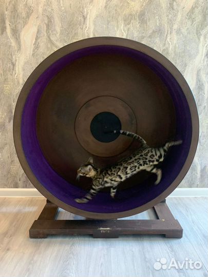 Колесо для кота