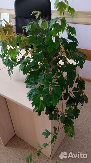 Циссус (березка)