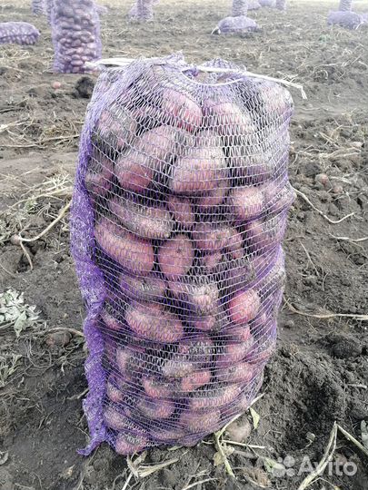 Продам картофель урожай 2023