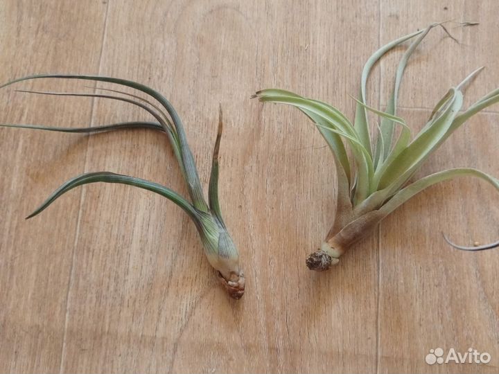 Тайландсии