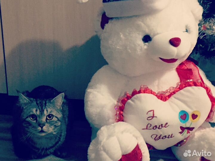 Кот британец