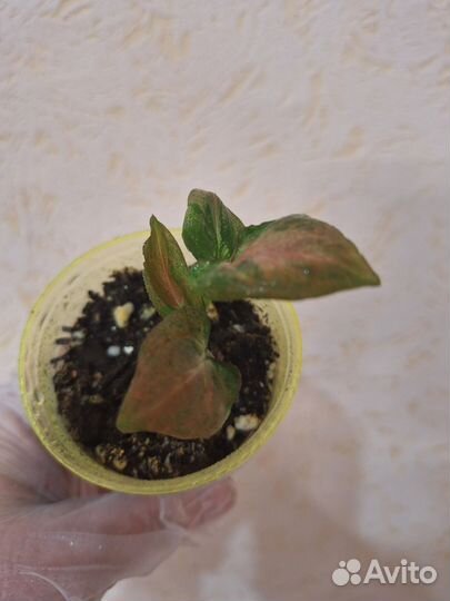 Сингониумы сортовые