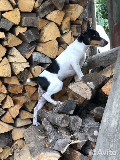 Той фокстерьер