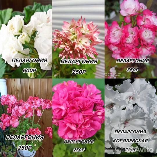 Комнатные цветы