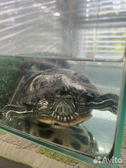 Красноухая черепаха