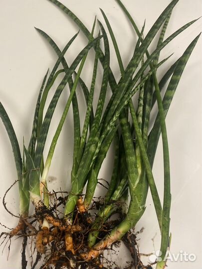 Сансевиерия цилиндрическая(цилиндрика )