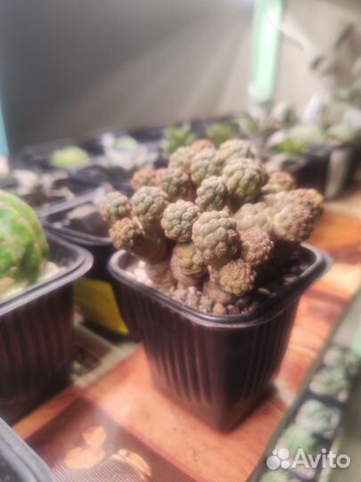 Кактусы и суккуленты