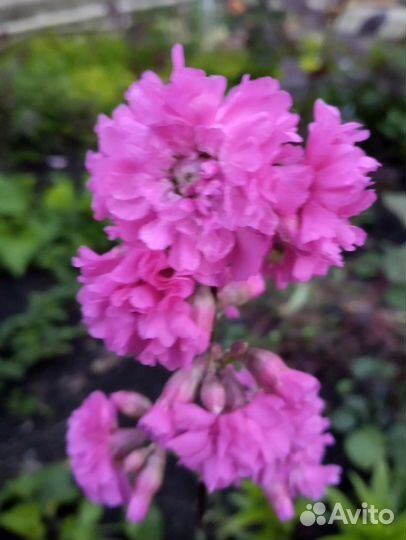 Многолетние цветы для сада