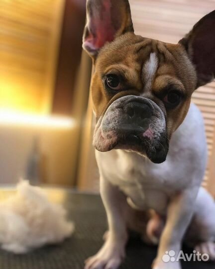 Экспресс-линька кошек и собак,стрижка.Груминг