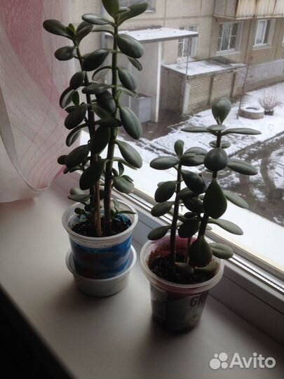 Денежное деревце