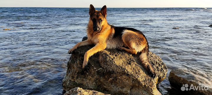 Чемпион России немецкая овчарка на вязку