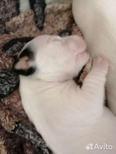 Джек Рассел терьер