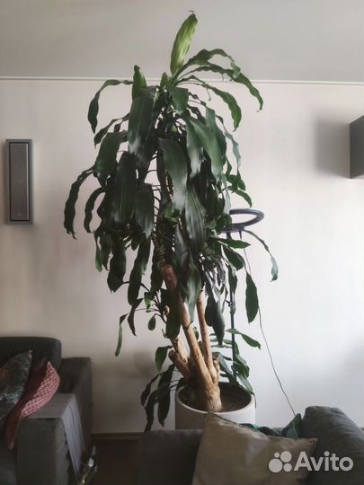 Пальма юкка 2 метра