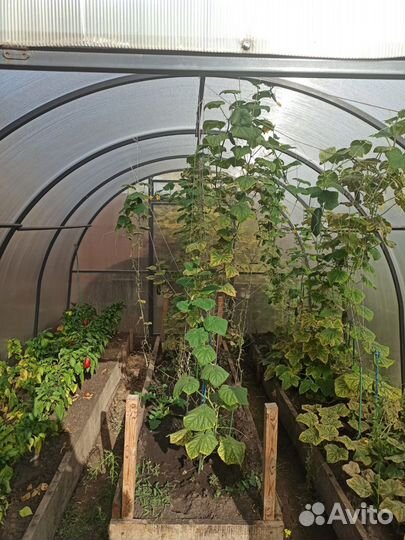 Теплицы из поликарбоната 3х4