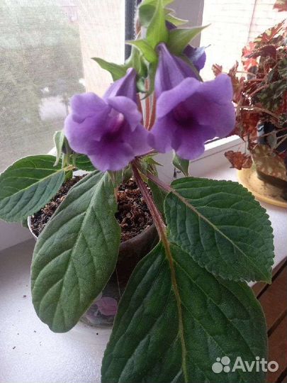 Глоксиния тедея