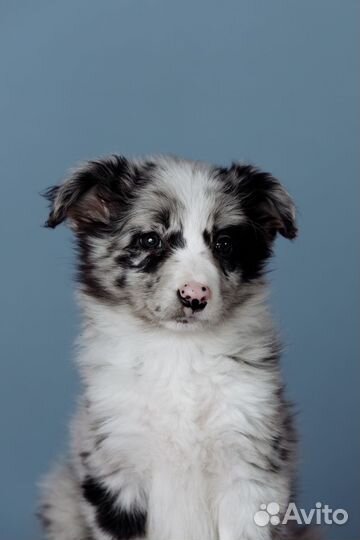 Бордер колли