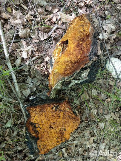 Березовый гриб чага