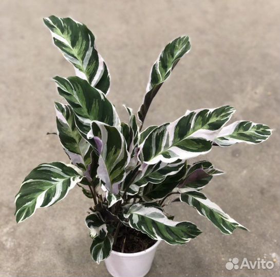 Калатея white fusion