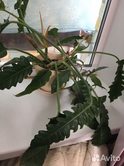 Филодендрон