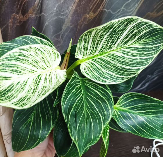 Филодендроны, замиокулькас Зензи, гипоэстес и др