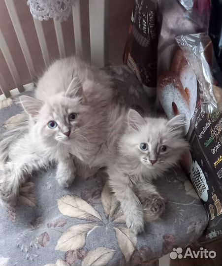 Невская маскарадная