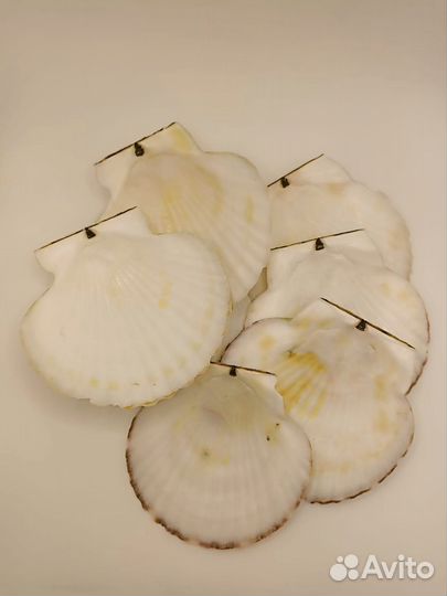 Набор ракушек 