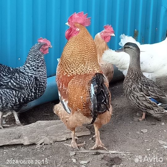 Продам петуха