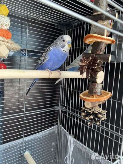 Клетка с волнистыми попугаями
