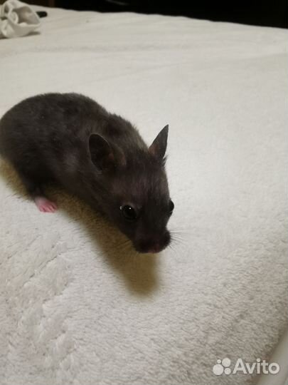 Сирийский хомяк малыш