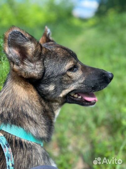 Собака в добрые руки, Тиша