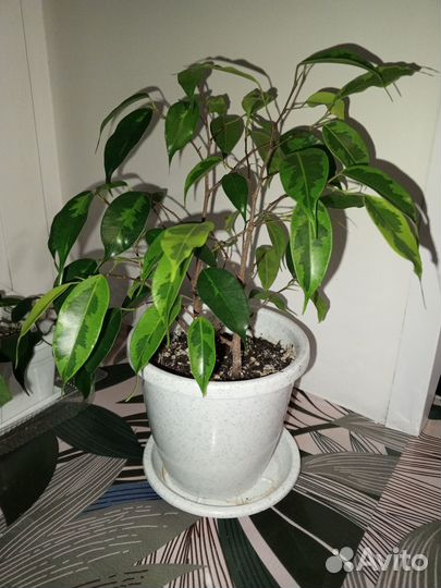 Фикус бенжамина