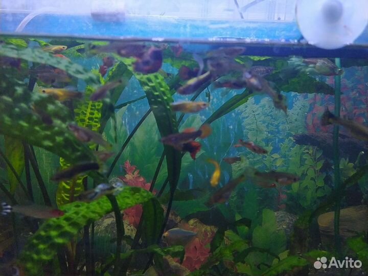 Мальки гуппи