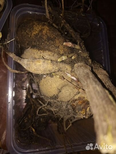 Георгина клубни