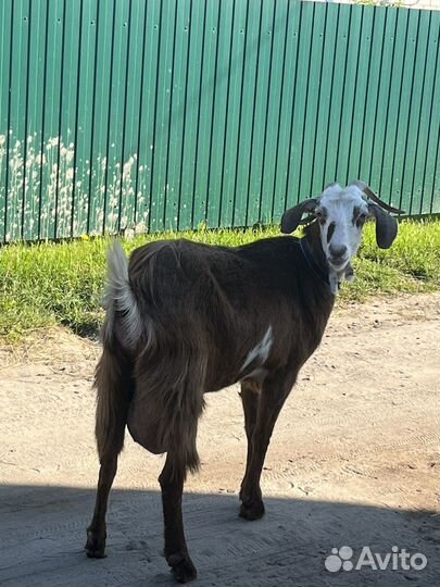 Козочка дойная первым окотом